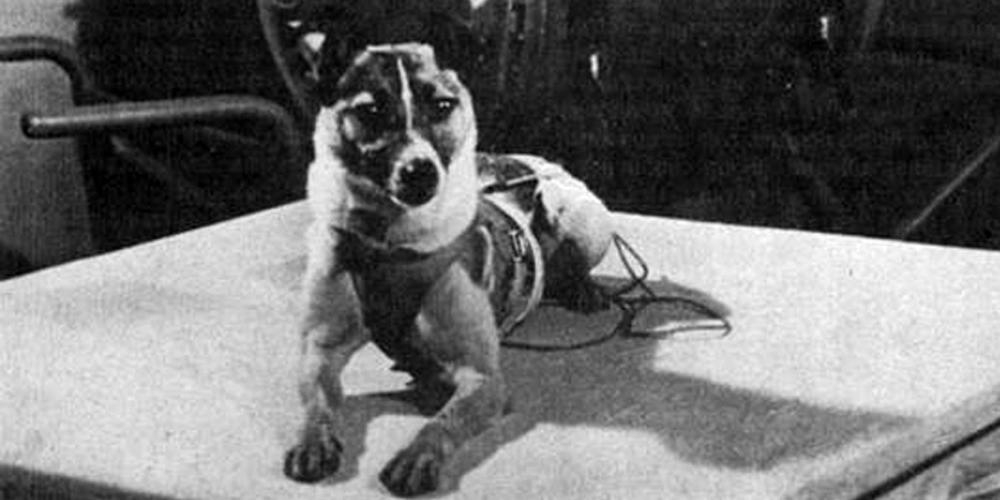 Het eerste hondje in de ruimte: Laika